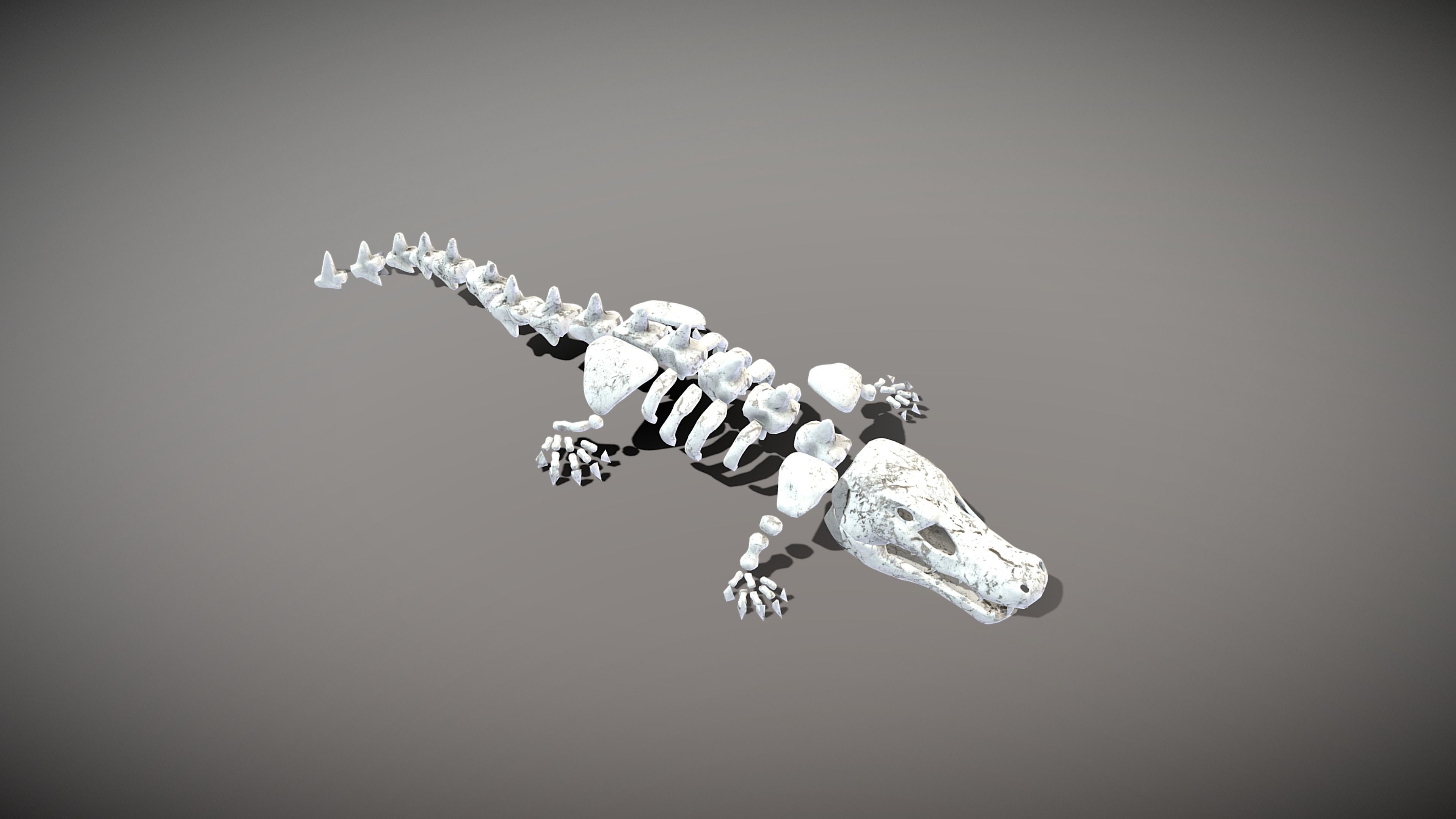 Crocodile Skeleton Low-poly 3D model_2
