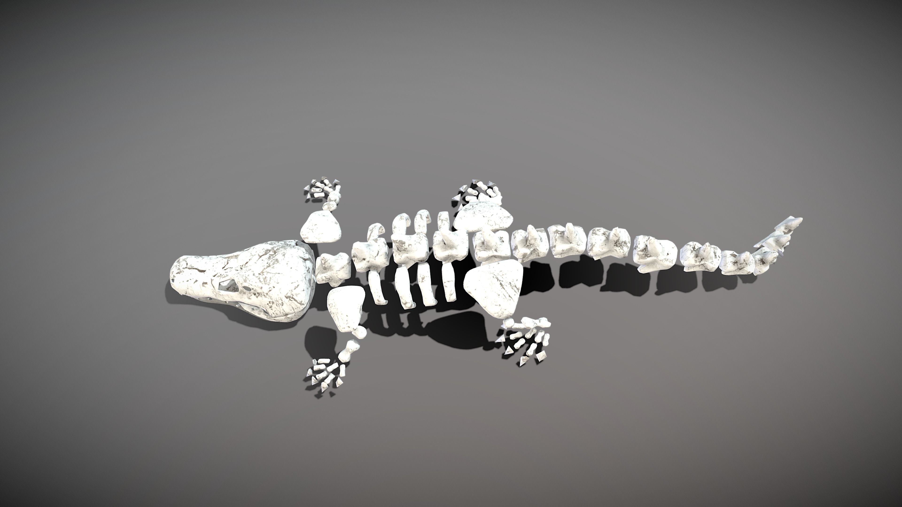 Crocodile Skeleton Low-poly 3D model_6