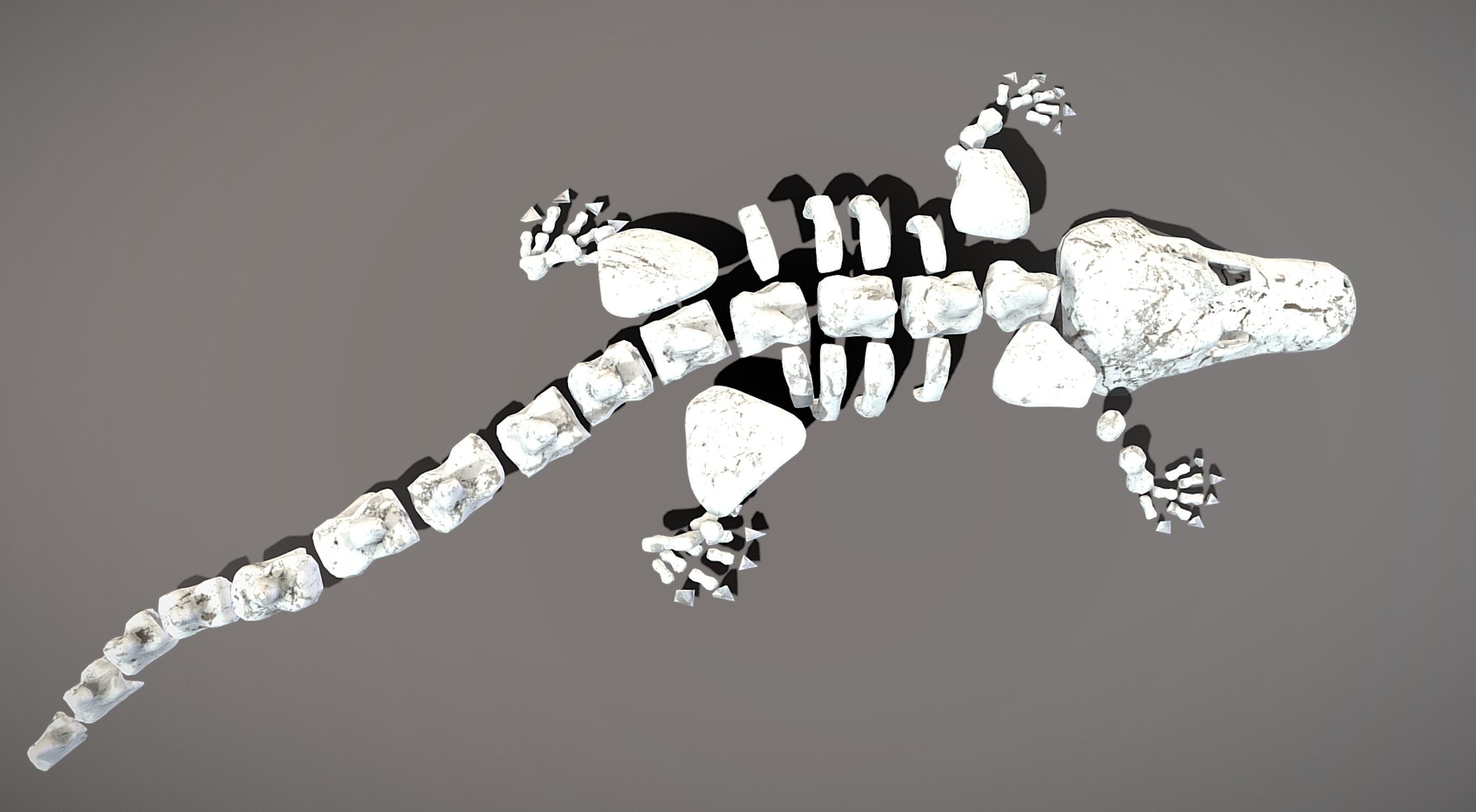 Crocodile Skeleton Low-poly 3D model_5