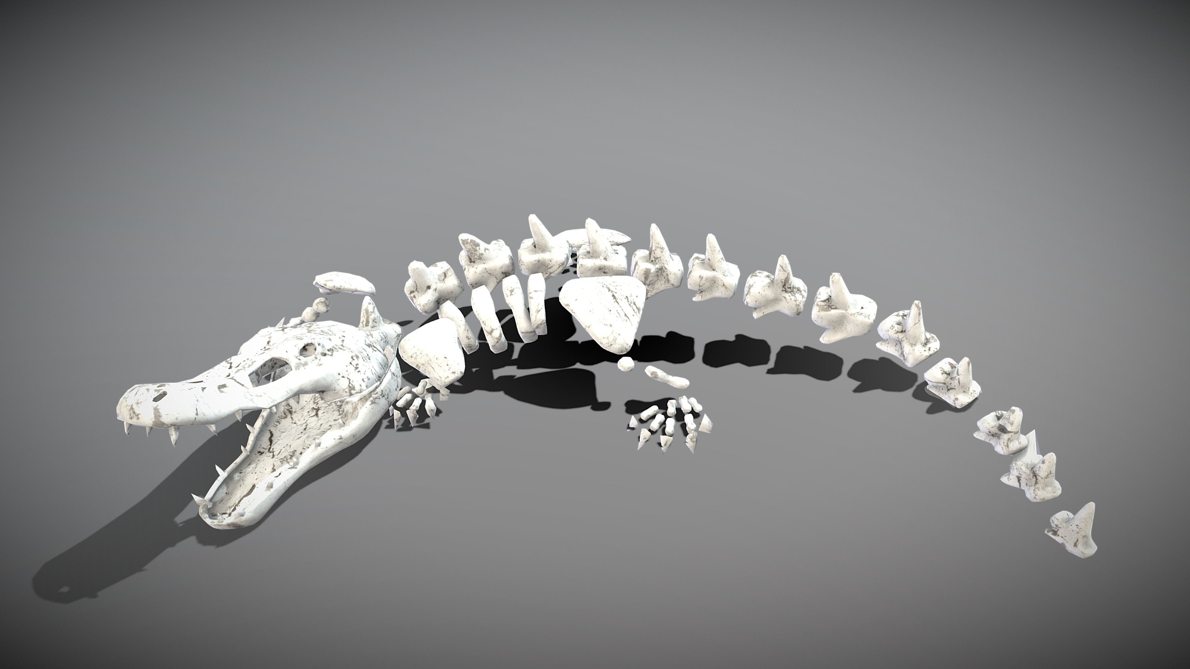 Crocodile Skeleton Low-poly 3D model_4
