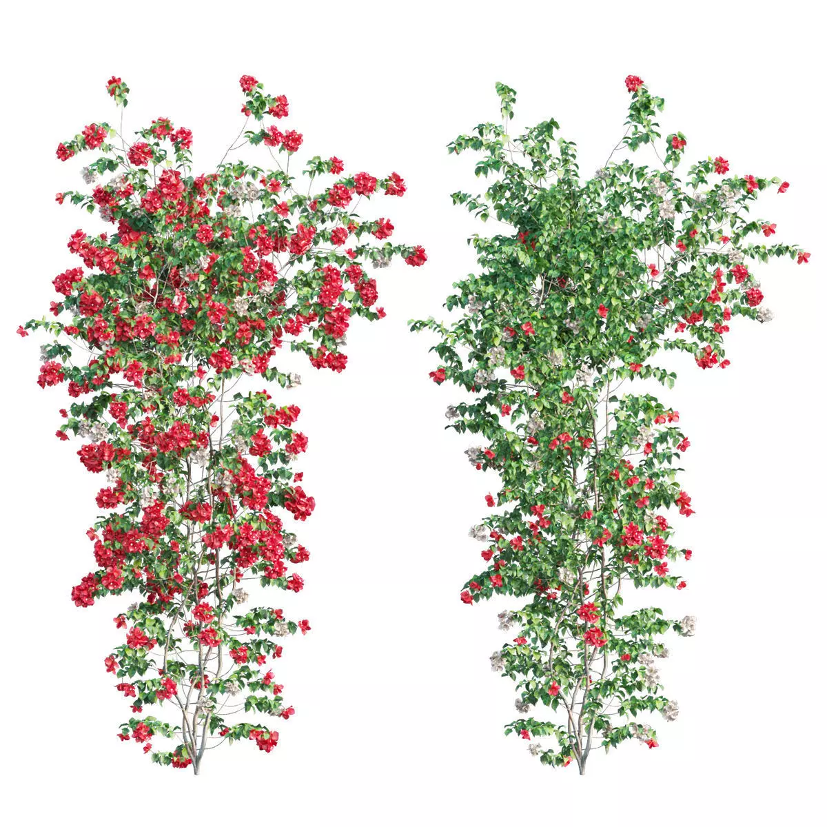 Bougainvillea  plant set 53 3D model_0