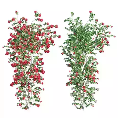 Bougainvillea  plant set 53 3D model