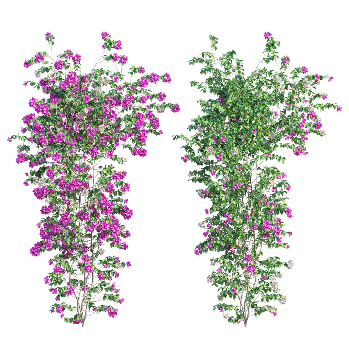 Bougainvillea  plant set 53 3D model_1