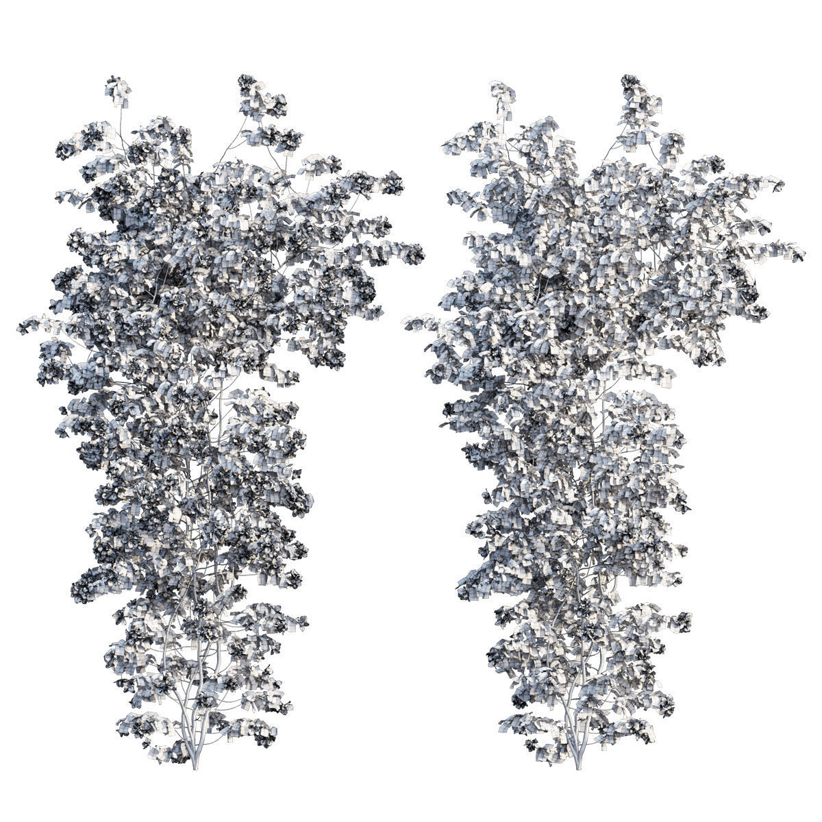 Bougainvillea  plant set 53 3D model_3