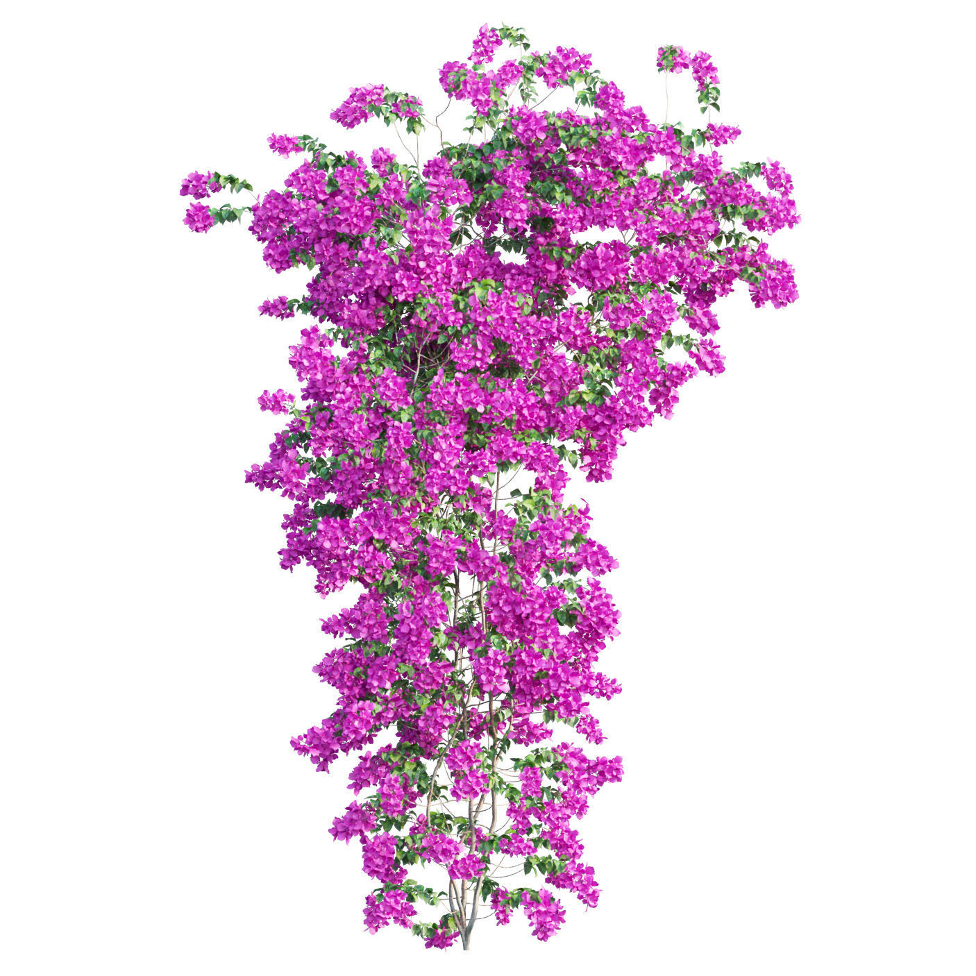 Bougainvillea  plant set 50 3D model_1