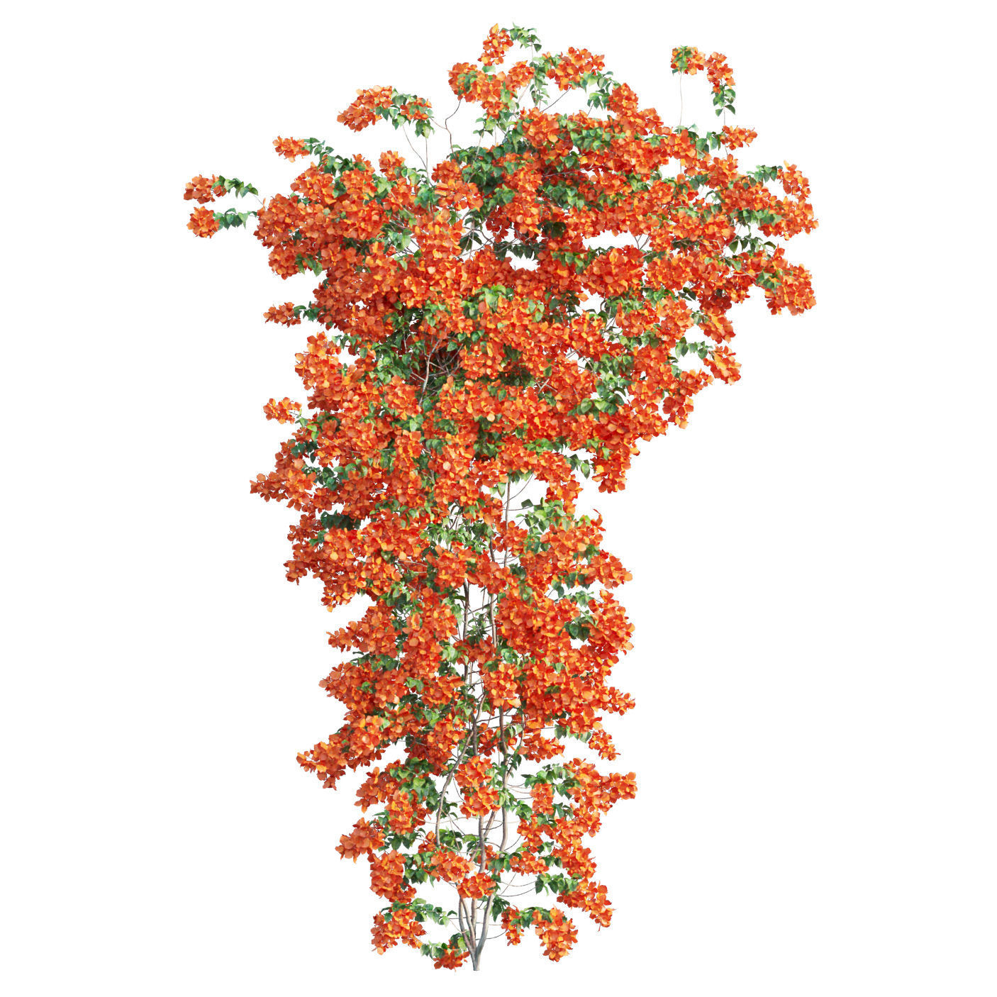 Bougainvillea  plant set 50 3D model_2