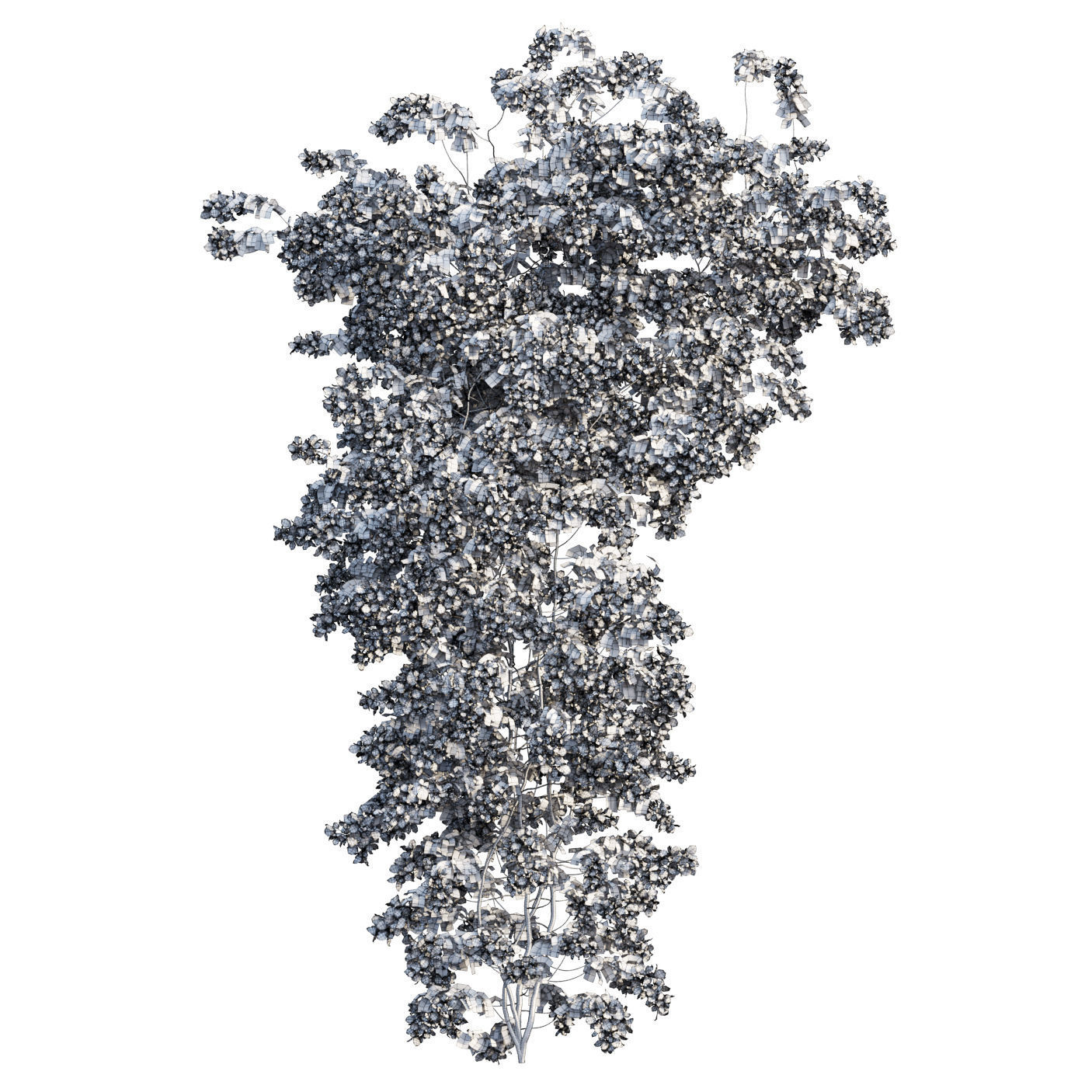 Bougainvillea  plant set 50 3D model_5