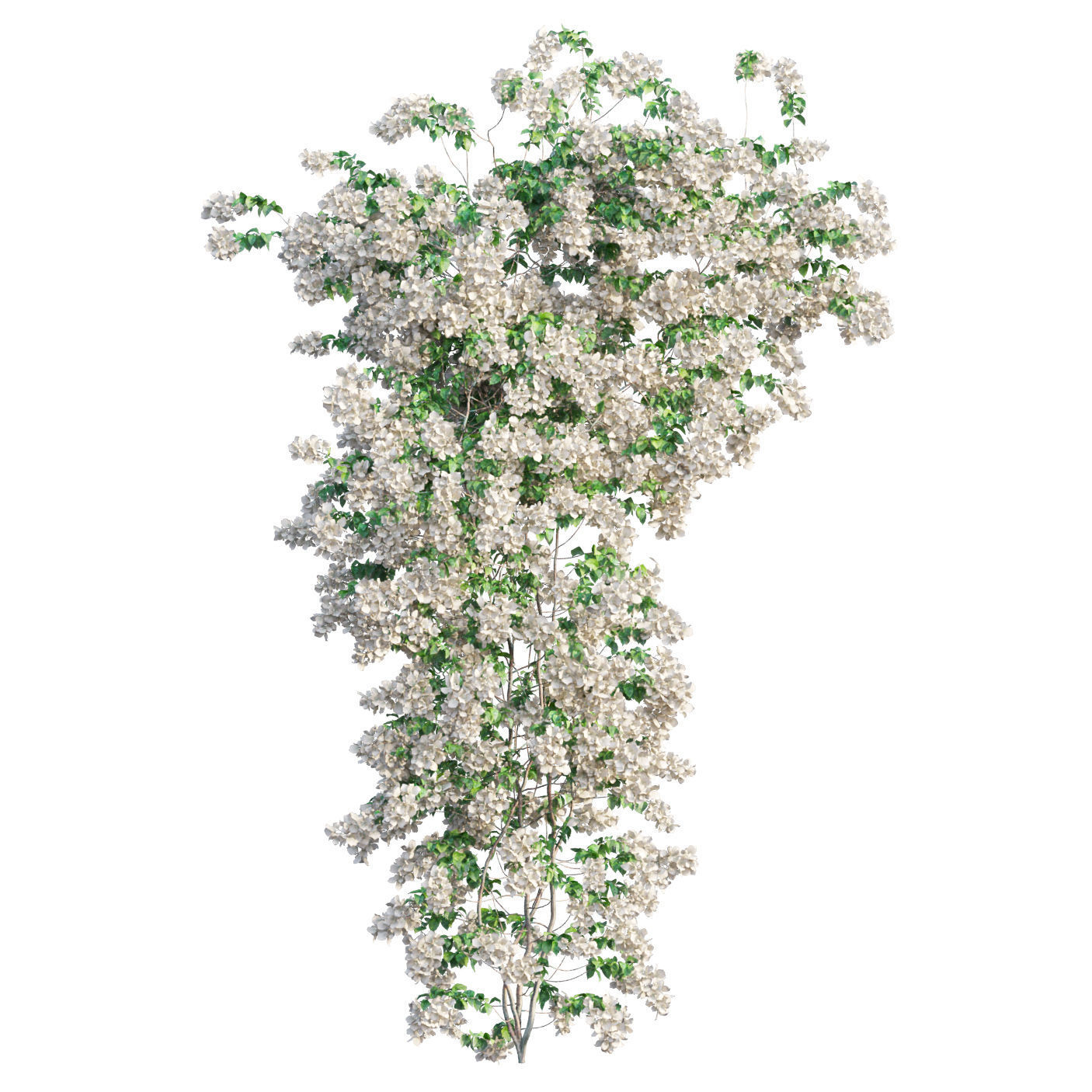 Bougainvillea  plant set 50 3D model_3