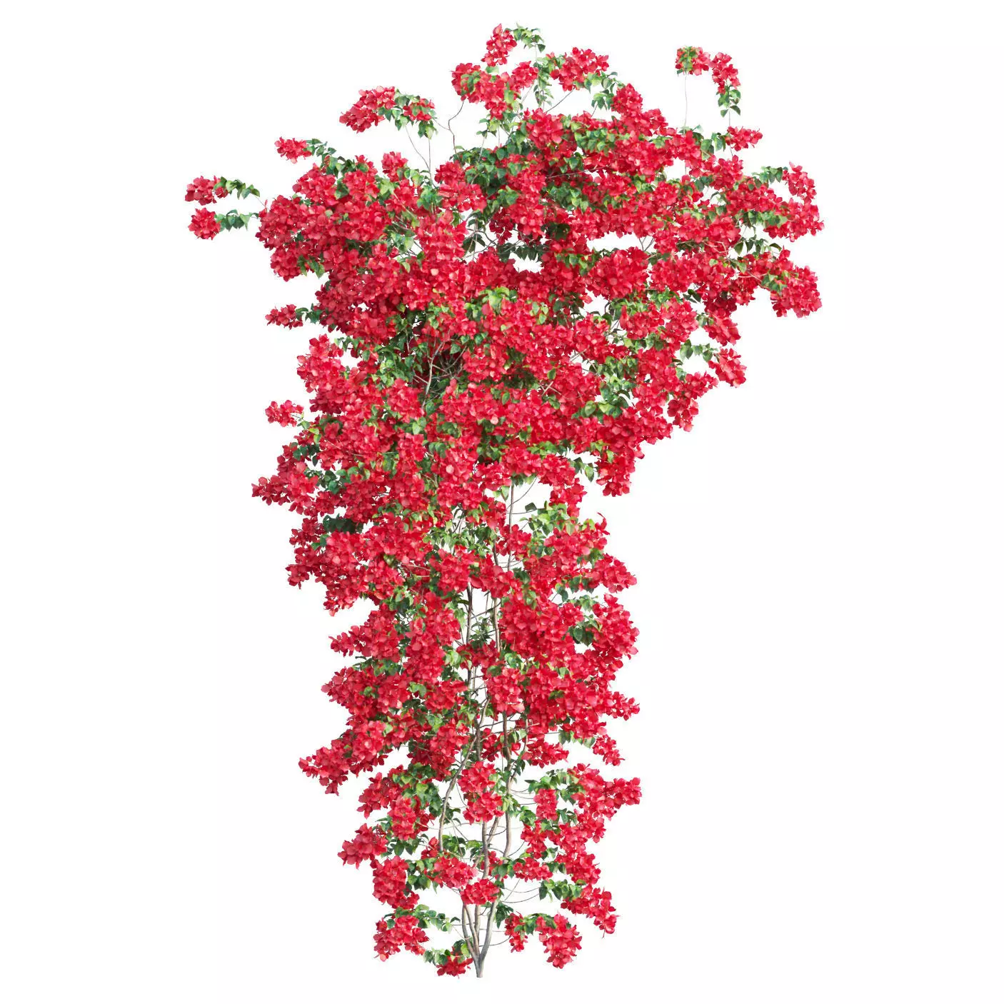 Bougainvillea  plant set 50 3D model_0