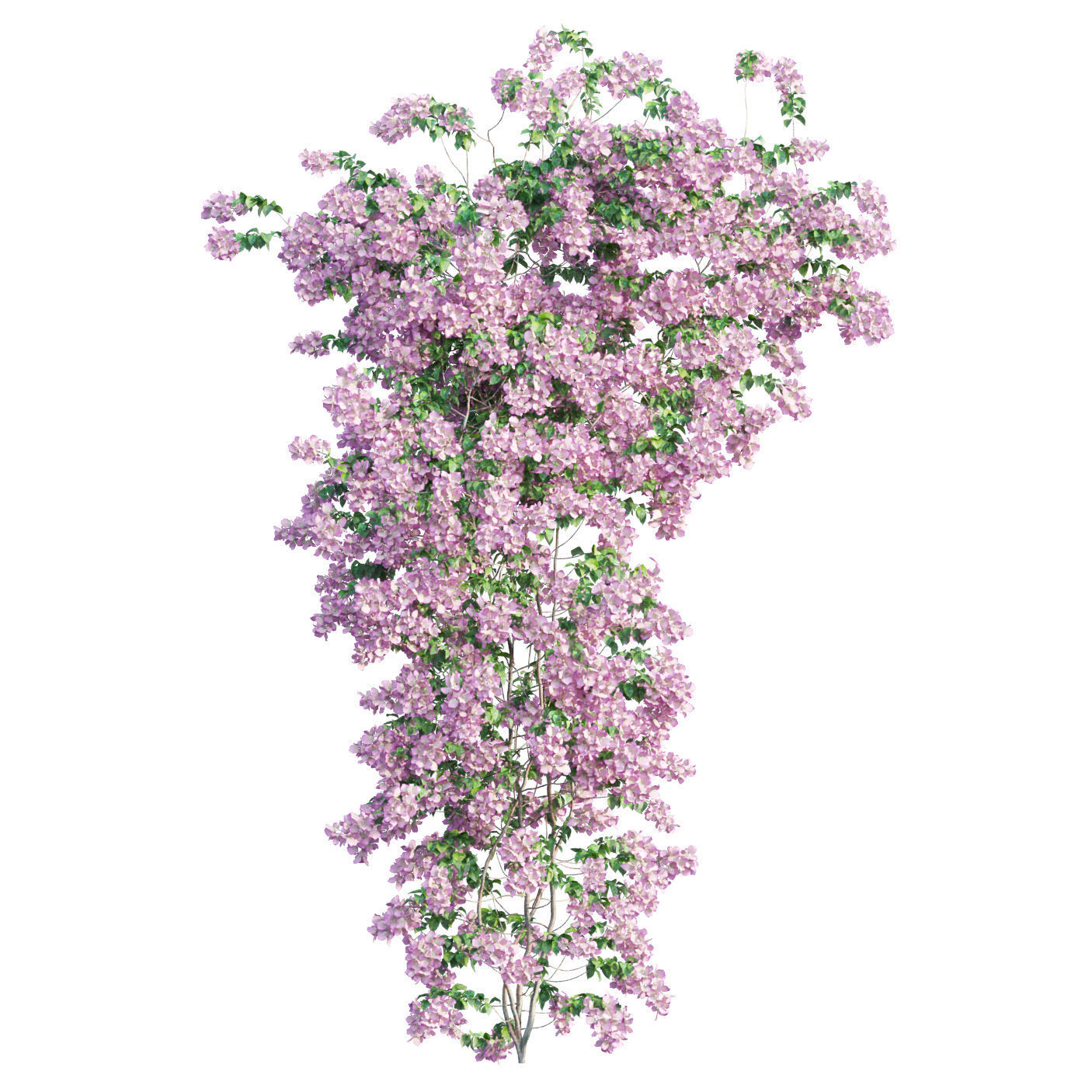 Bougainvillea  plant set 50 3D model_4