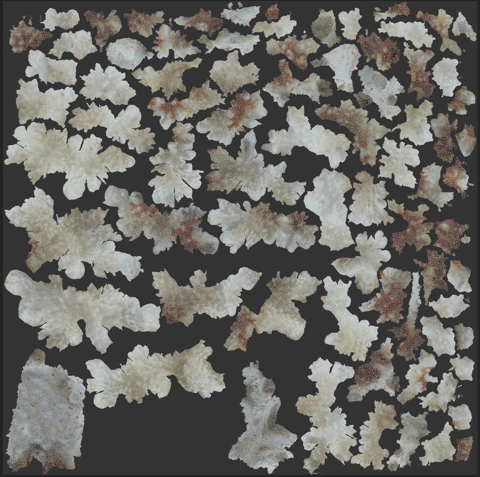 Coral Sea Low-poly 3D model_8