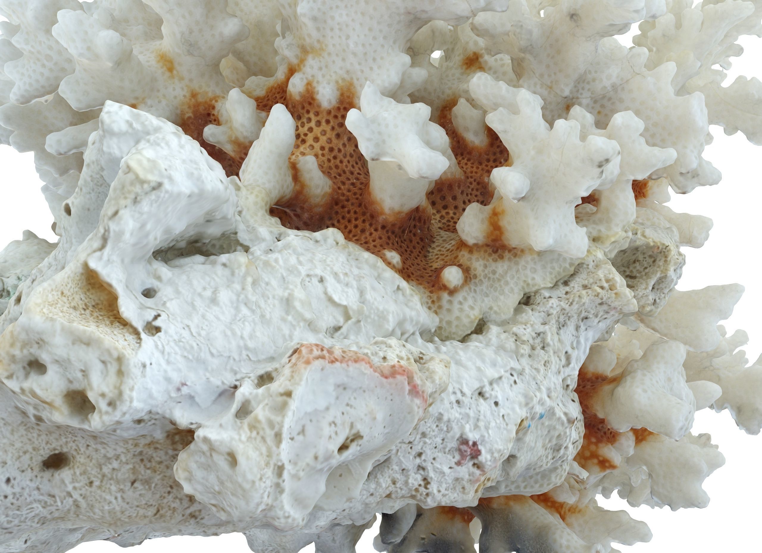 Coral Sea Low-poly 3D model_3