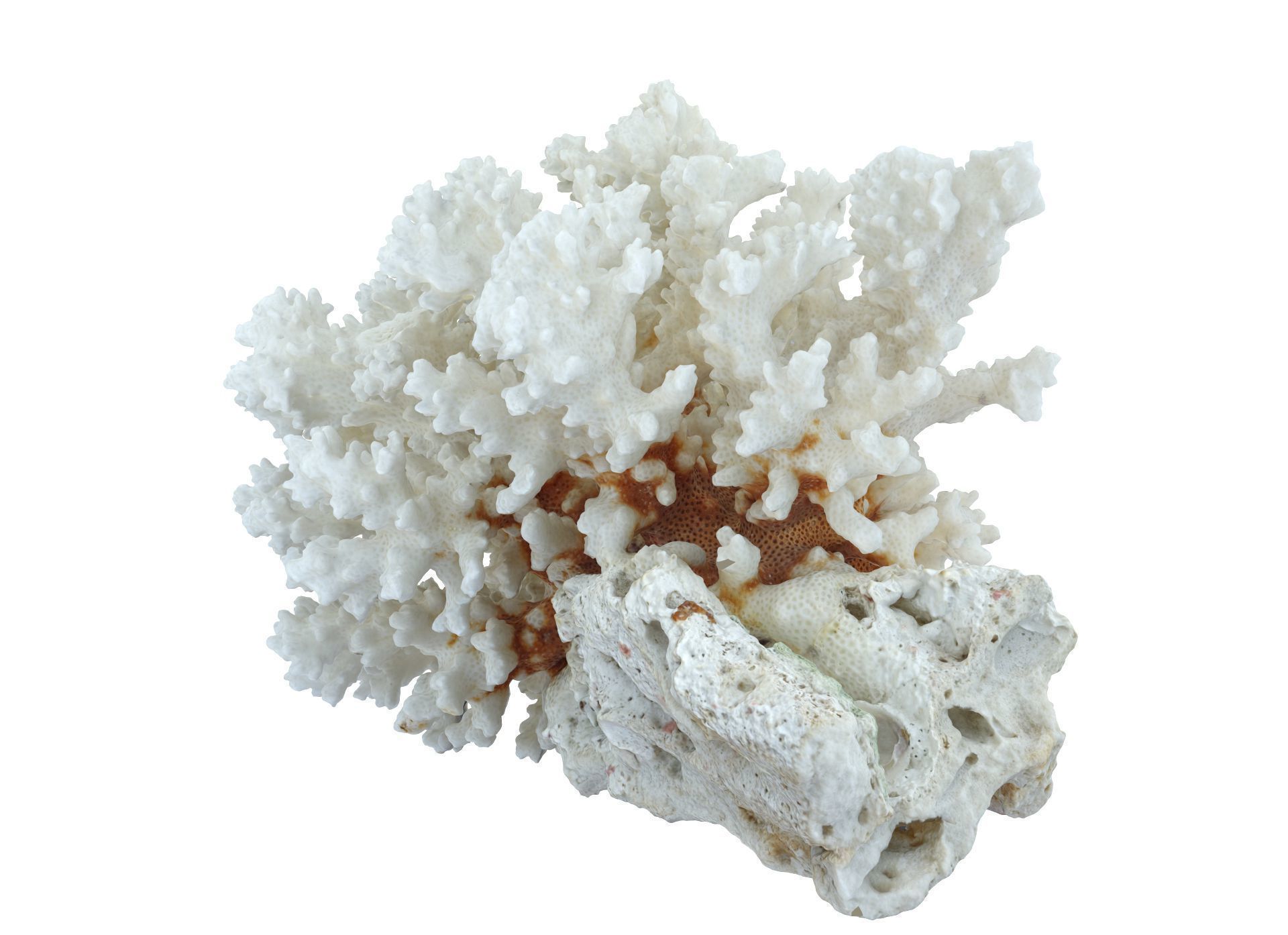 Coral Sea Low-poly 3D model_2