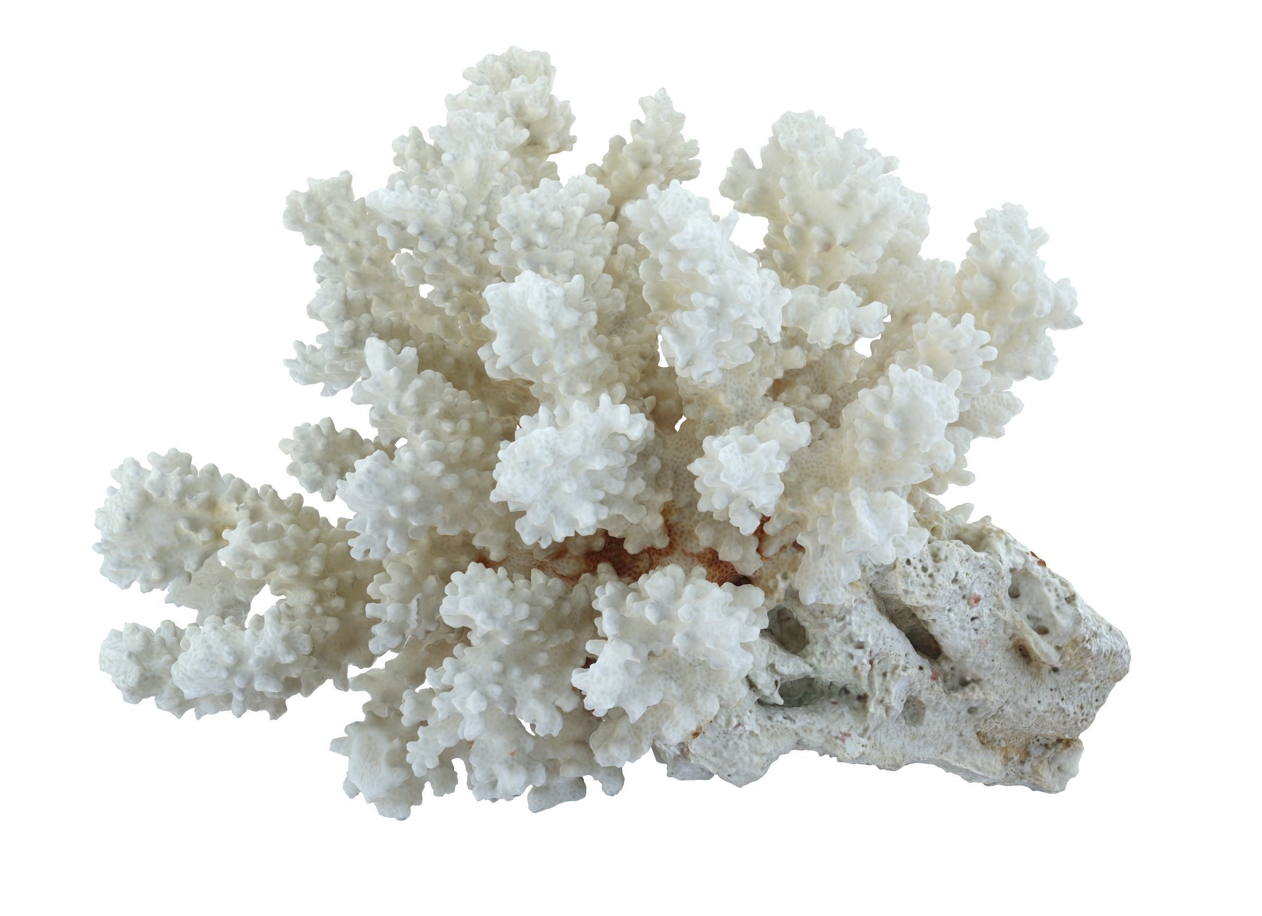 Coral Sea Low-poly 3D model_4