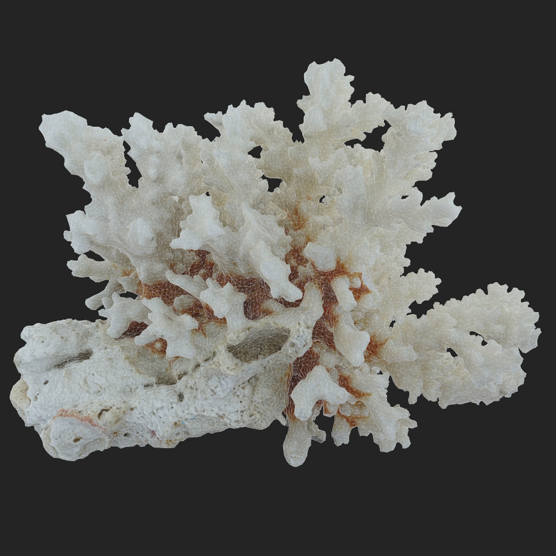 Coral Sea Low-poly 3D model_7