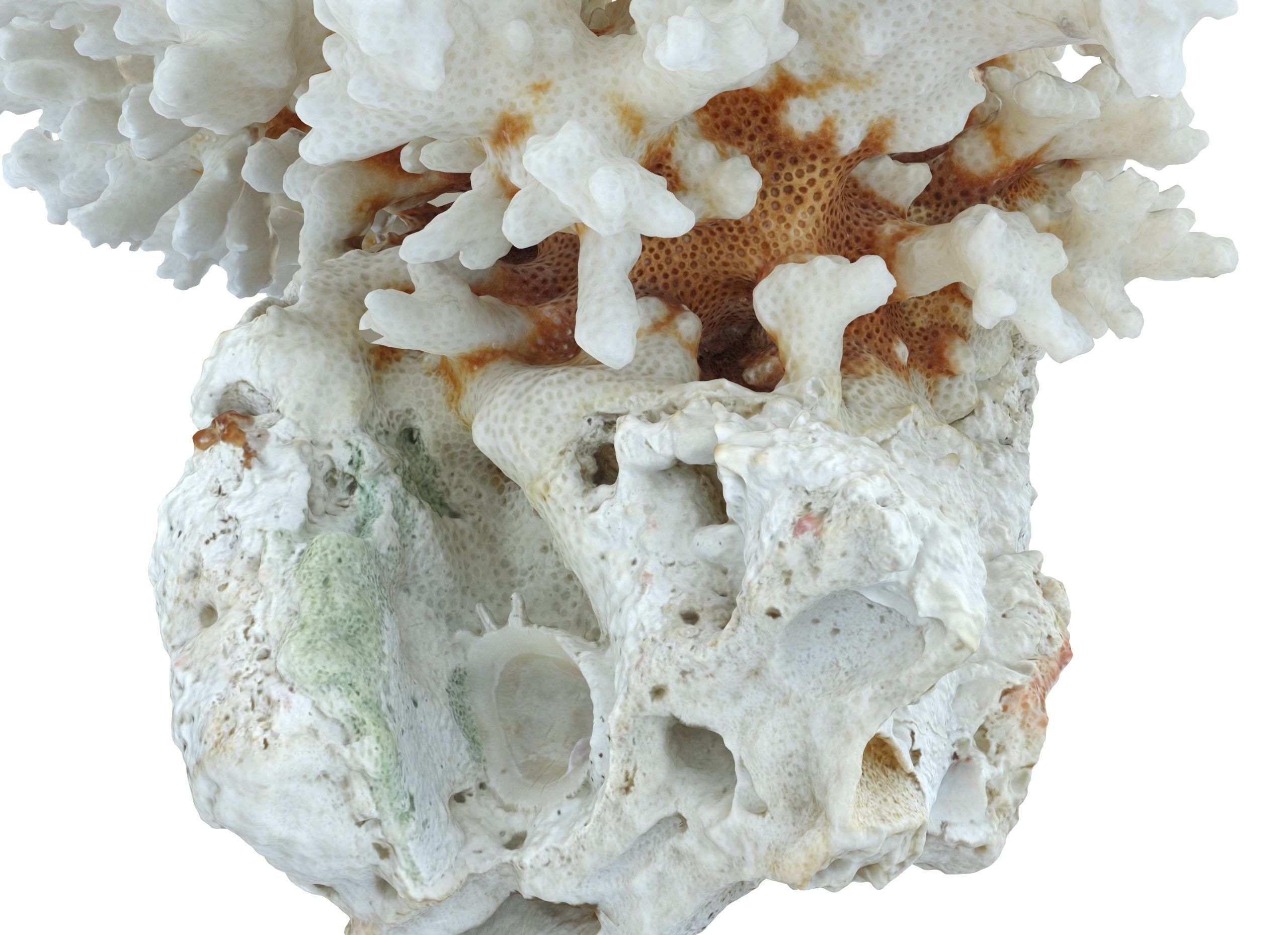 Coral Sea Low-poly 3D model_5