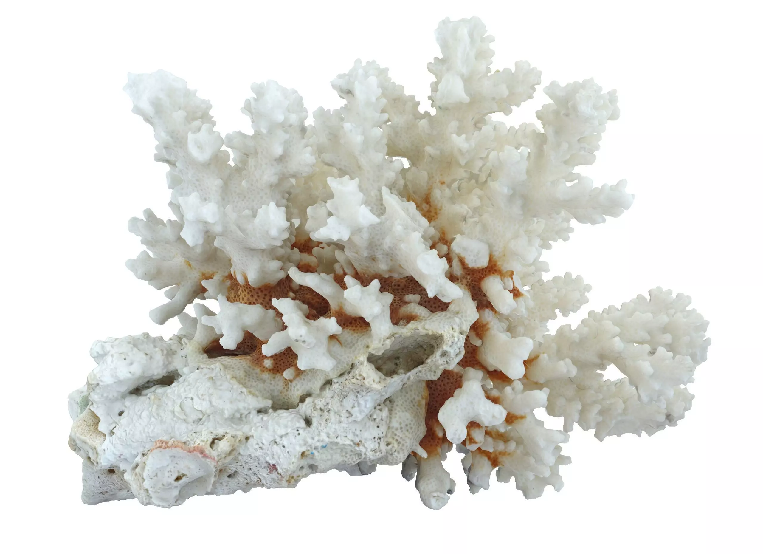 Coral Sea Low-poly 3D model_0