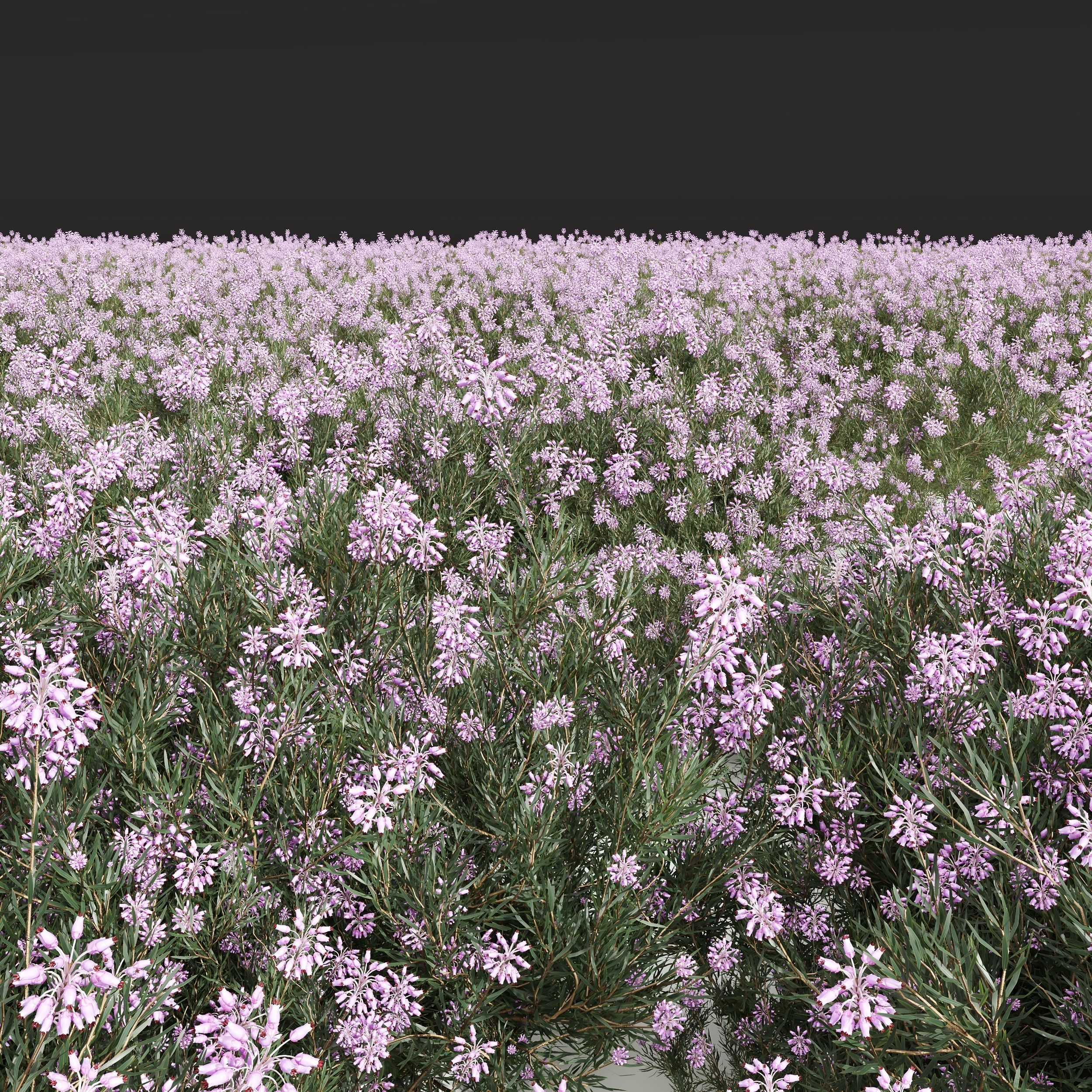 New Plant Wild Erica Multiflora Bruyere Fiche 3D model_2
