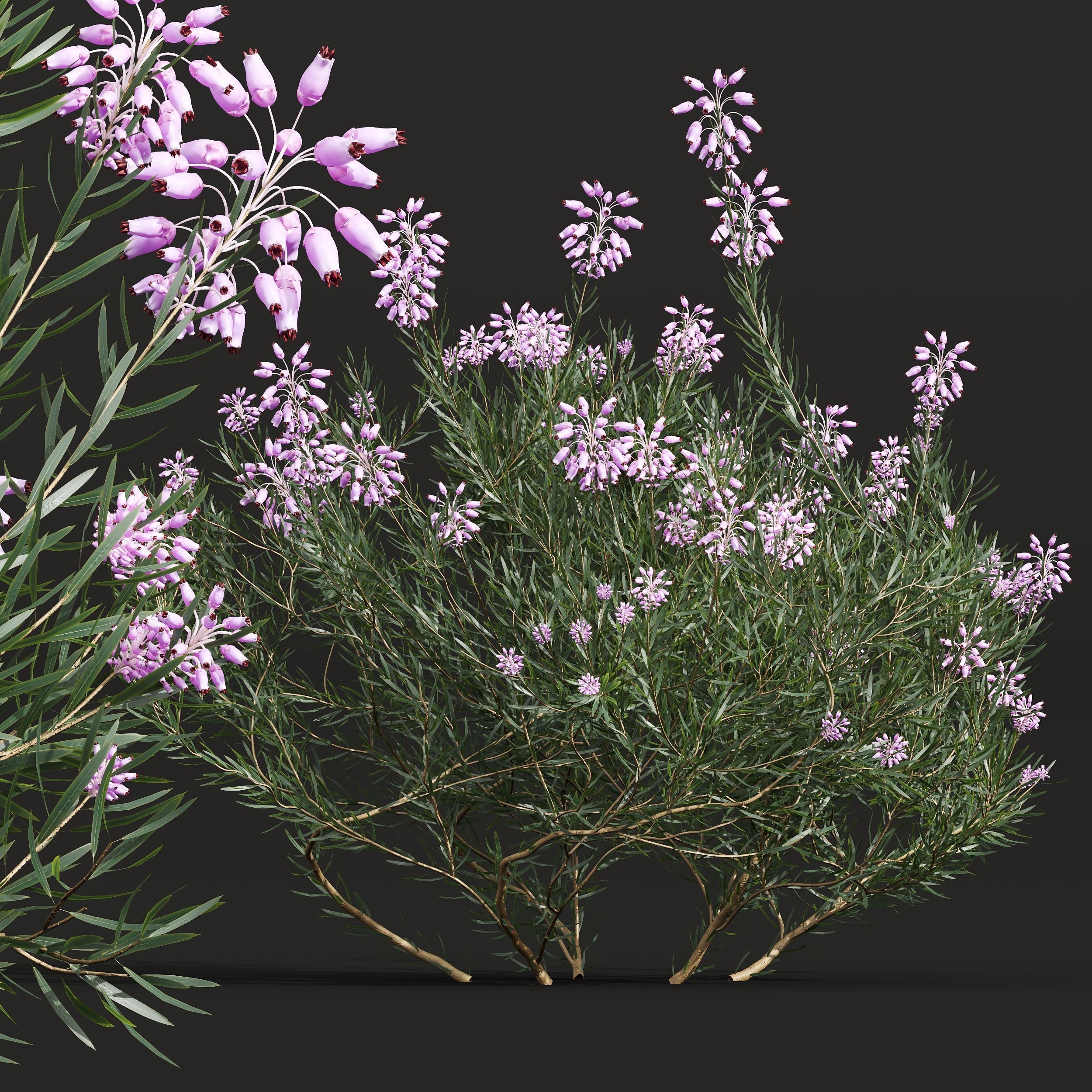New Plant Wild Erica Multiflora Bruyere Fiche 3D model_1