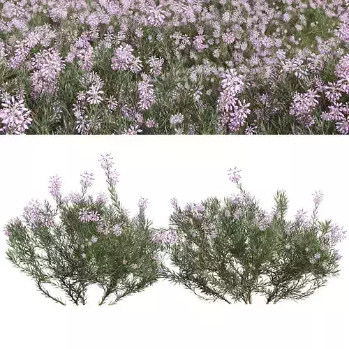New Plant Wild Erica Multiflora Bruyere Fiche 3D model