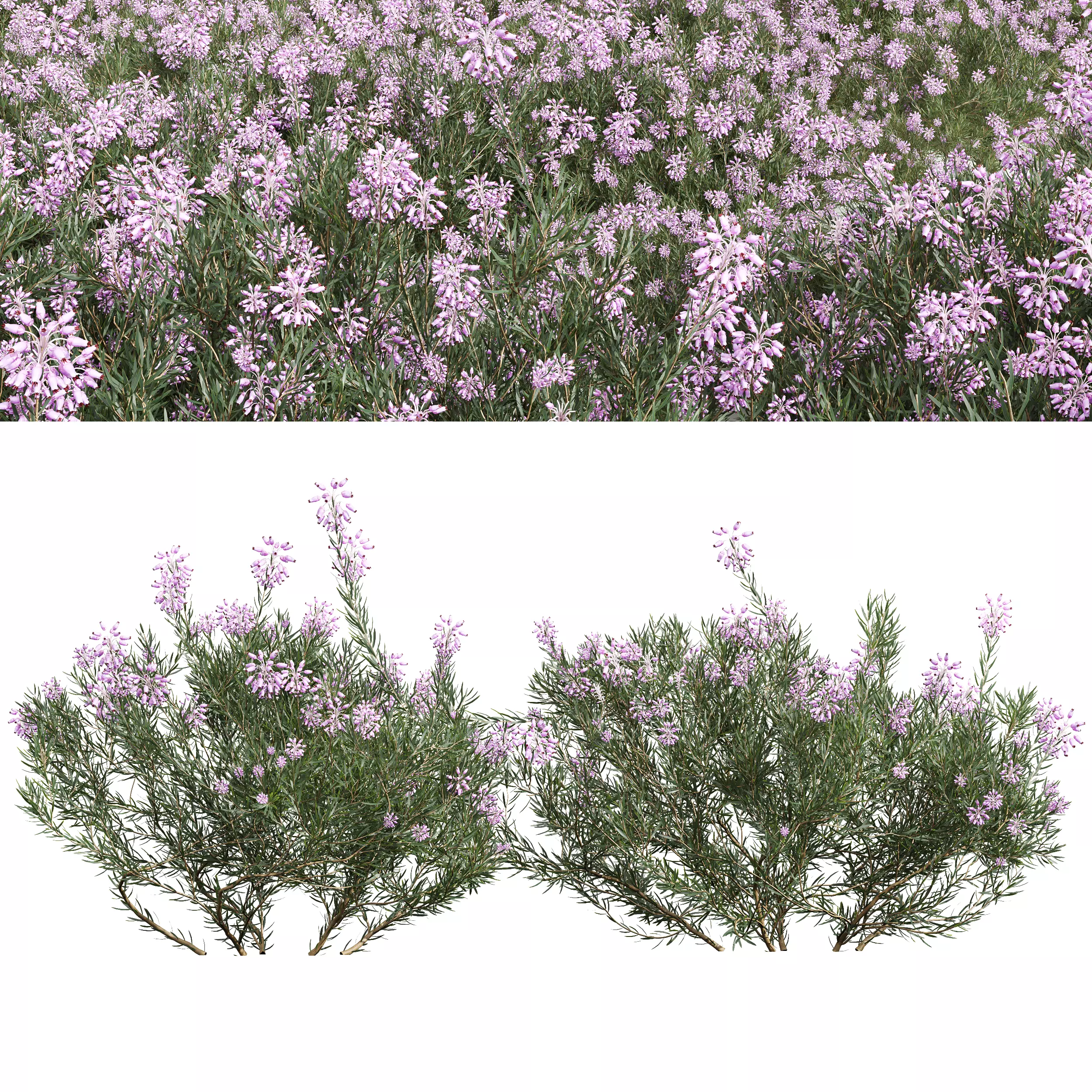 New Plant Wild Erica Multiflora Bruyere Fiche 3D model_0