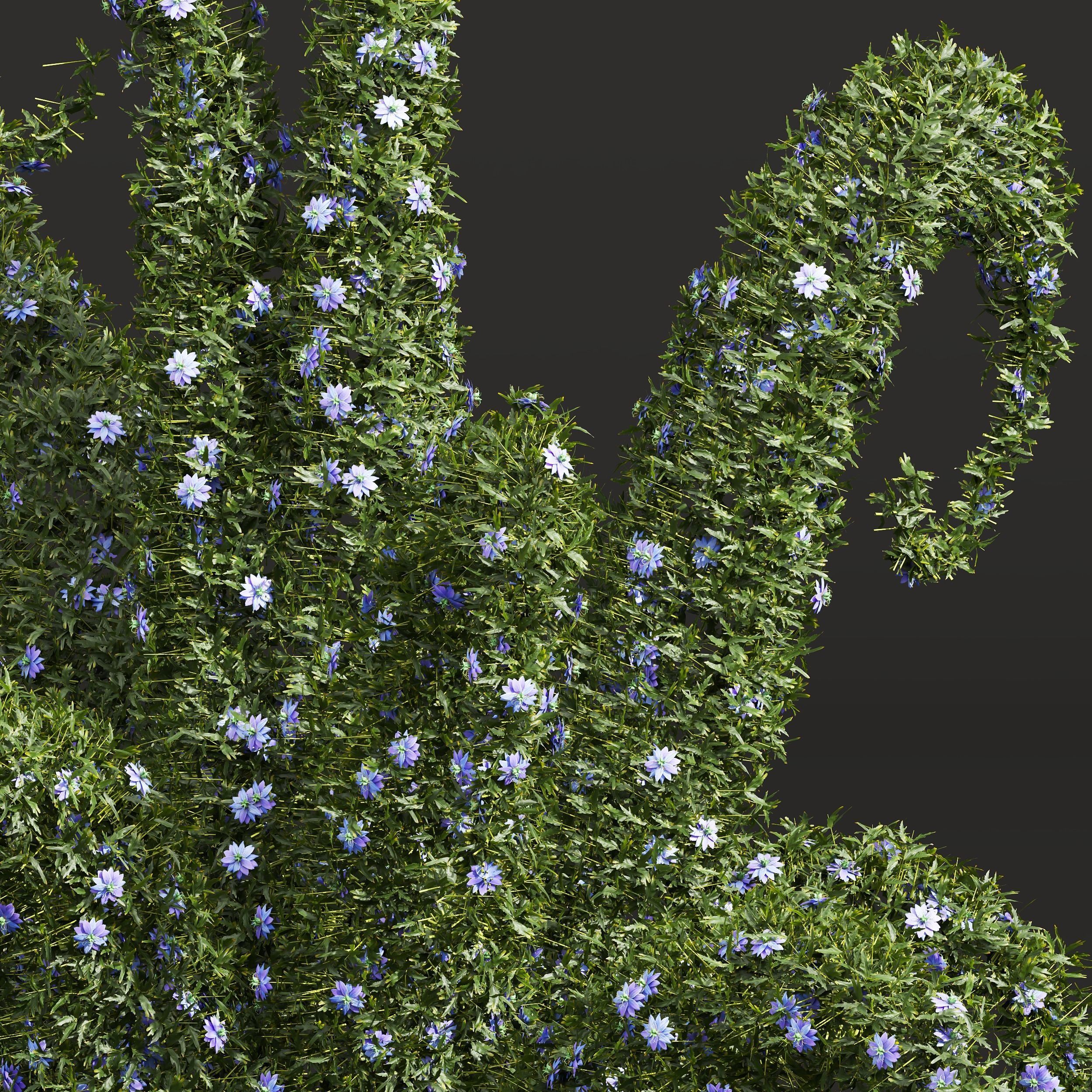 New Plant Nigella Damascena Jungfer Grunen Pruned 3D model_1