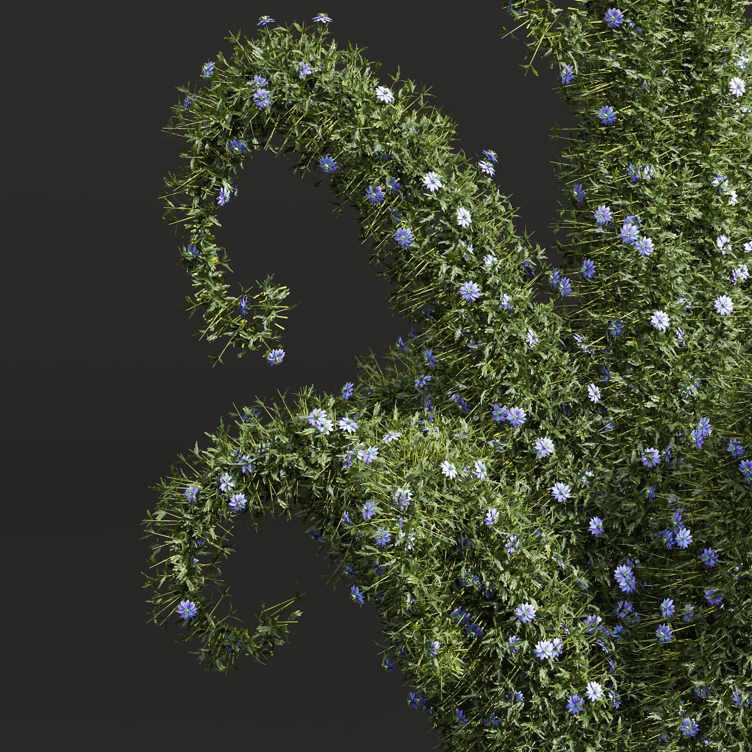 New Plant Nigella Damascena Jungfer Grunen Pruned 3D model_2