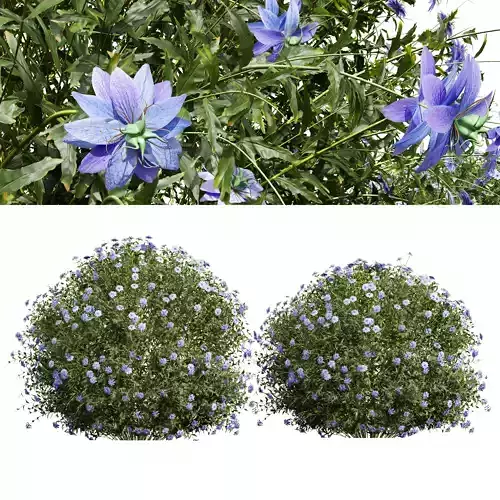 New Plant Nigella Damascena Jungfer Grunen 3D model