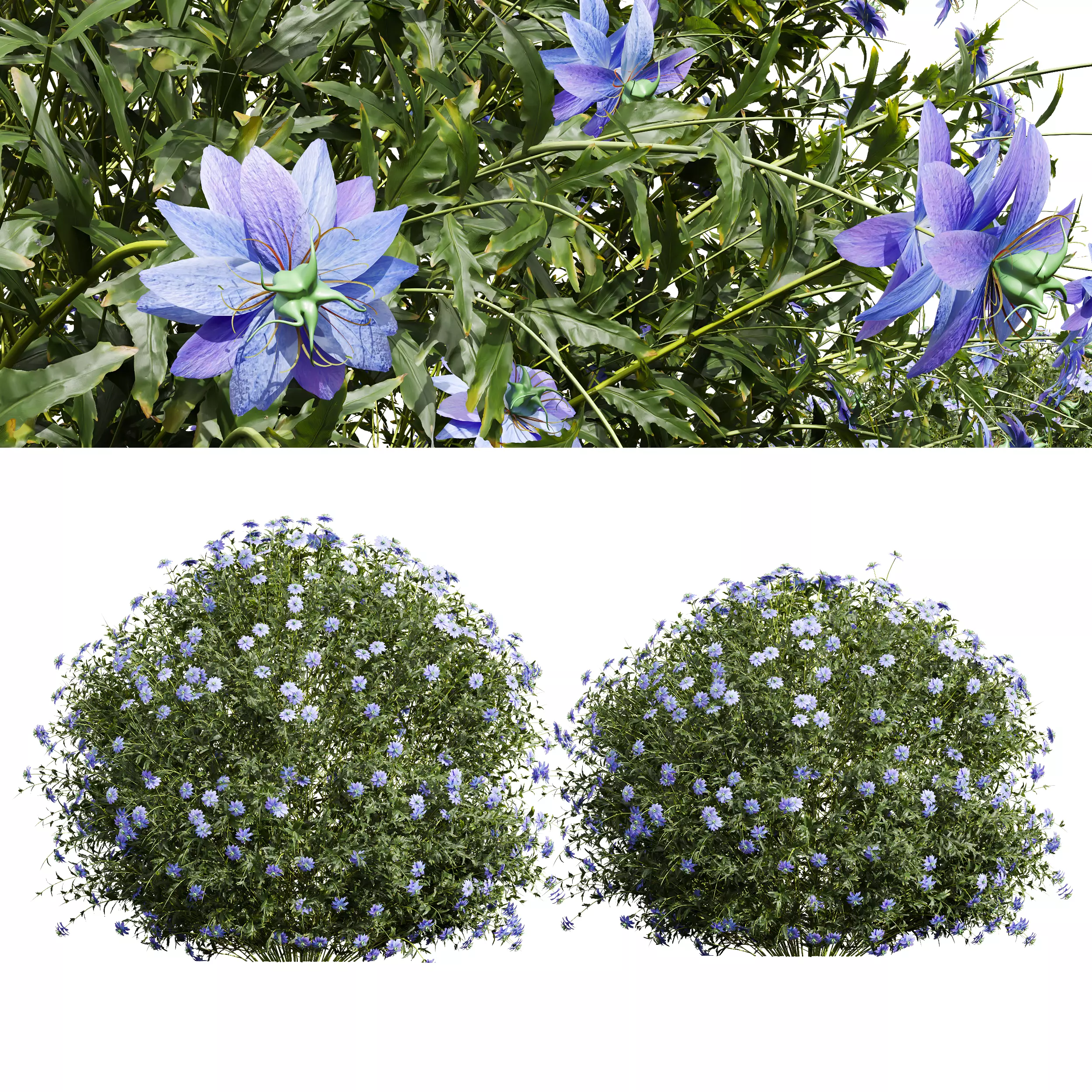 New Plant Nigella Damascena Jungfer Grunen 3D model_0