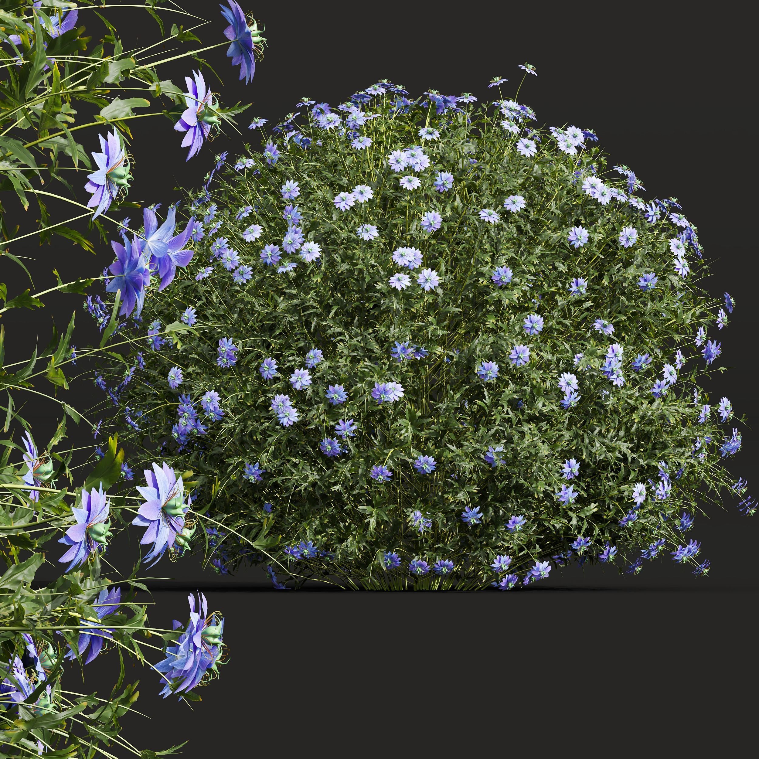 New Plant Nigella Damascena Jungfer Grunen 3D model_1