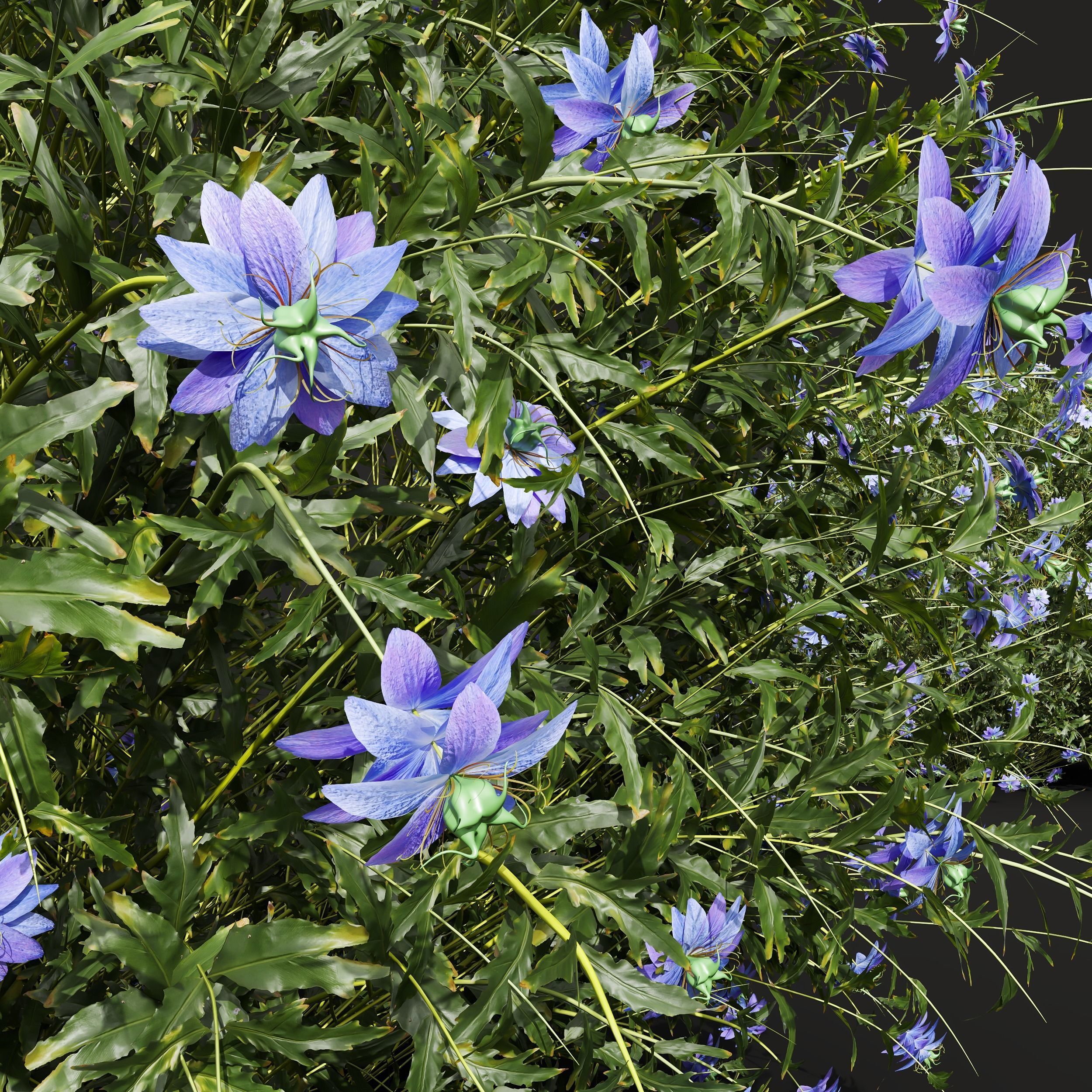 New Plant Nigella Damascena Jungfer Grunen 3D model_2