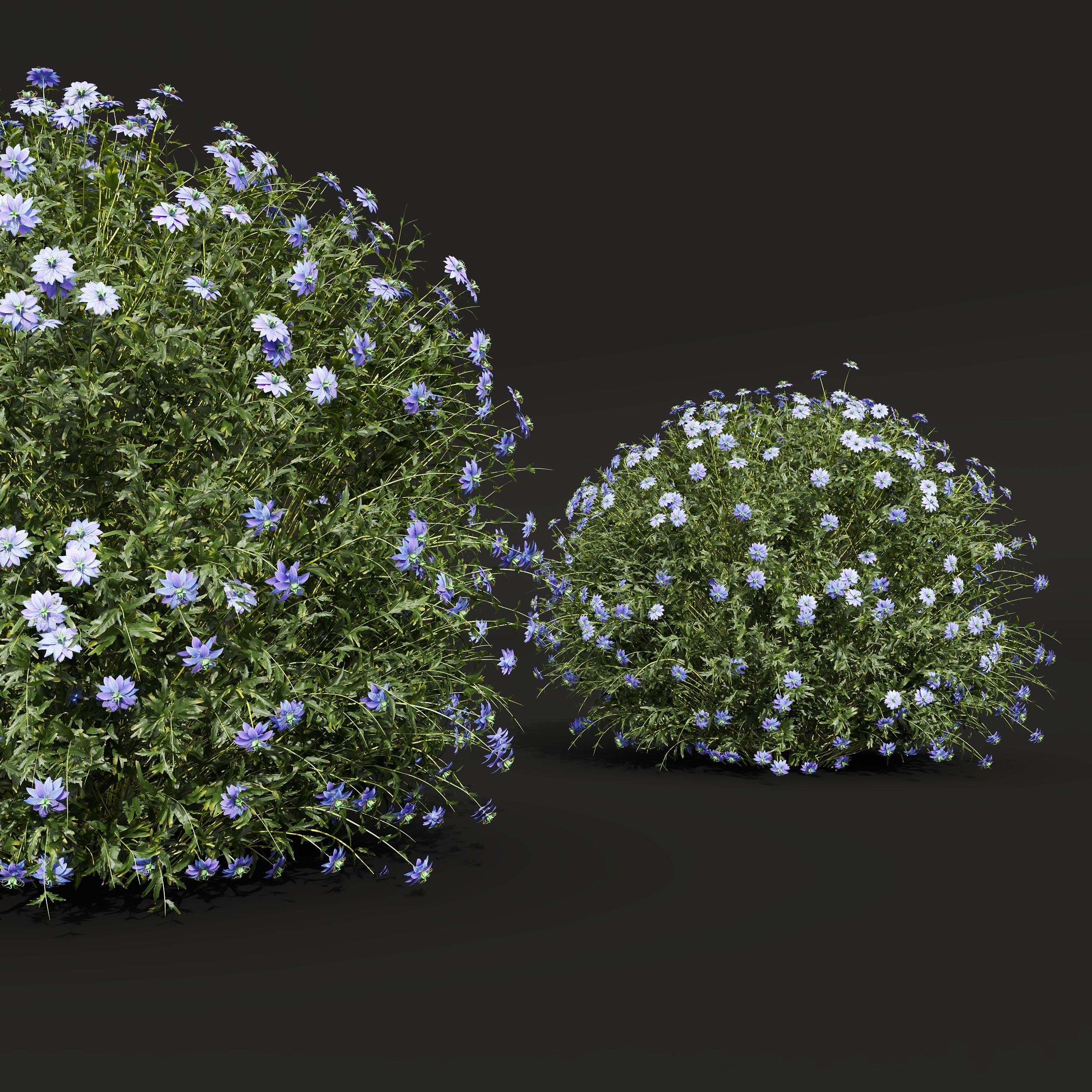 New Plant Nigella Damascena Jungfer Grunen 3D model_3