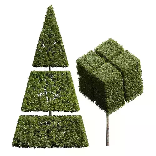 New Plant Ligustrum Quihoui Privet Pruned03 3D model