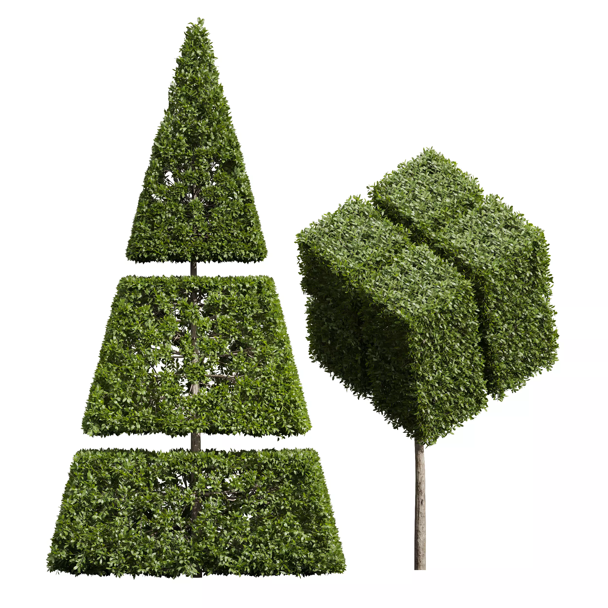 New Plant Ligustrum Quihoui Privet Pruned03 3D model
