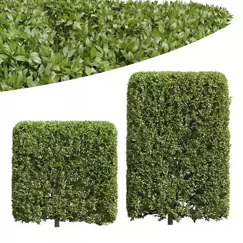New Plant Ligustrum Quihoui Privet Pruned Box02 3D model