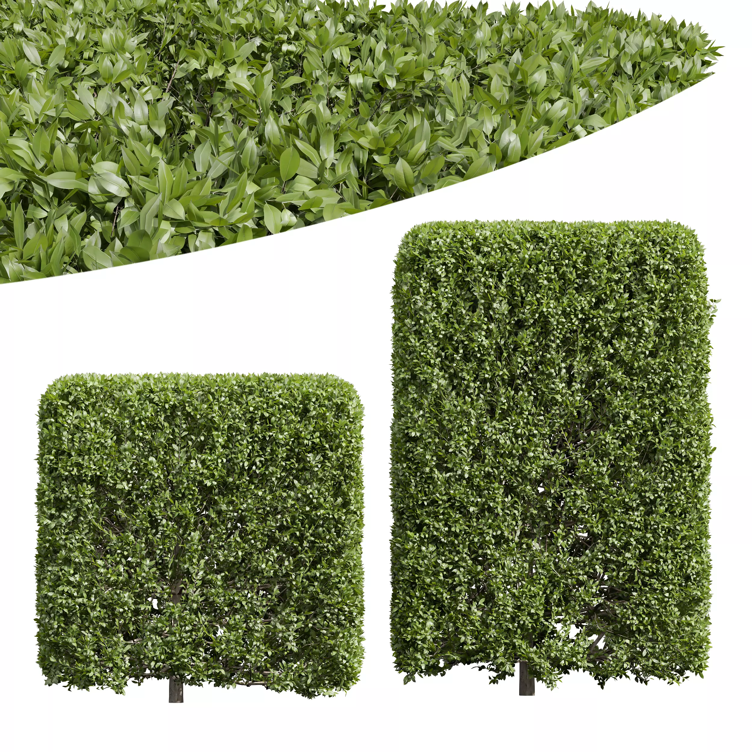 New Plant Ligustrum Quihoui Privet Pruned Box02 3D model_0