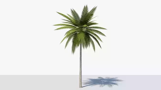 Lowpoly Date Palm v1 Low-poly 3D model