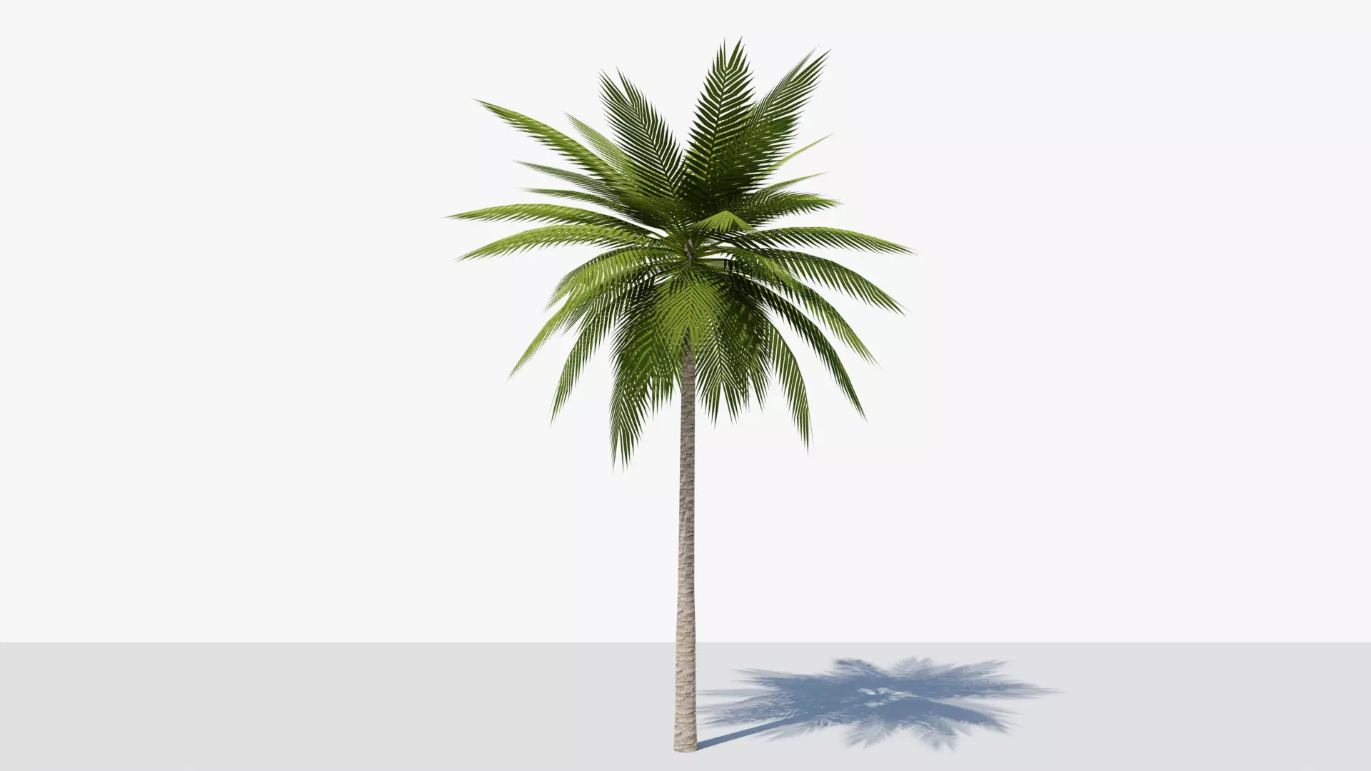 Lowpoly Date Palm v1 Low-poly 3D model_0