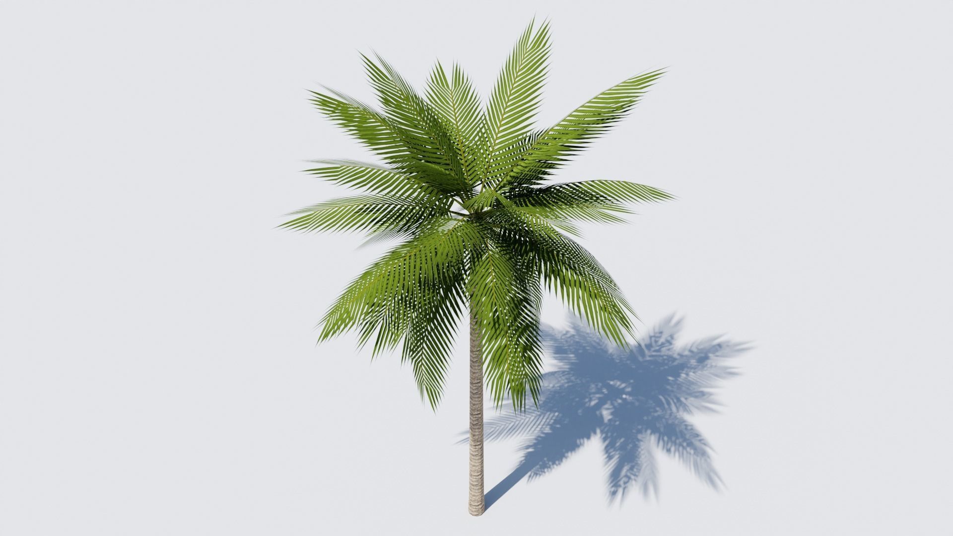 Lowpoly Date Palm v1 Low-poly 3D model_6