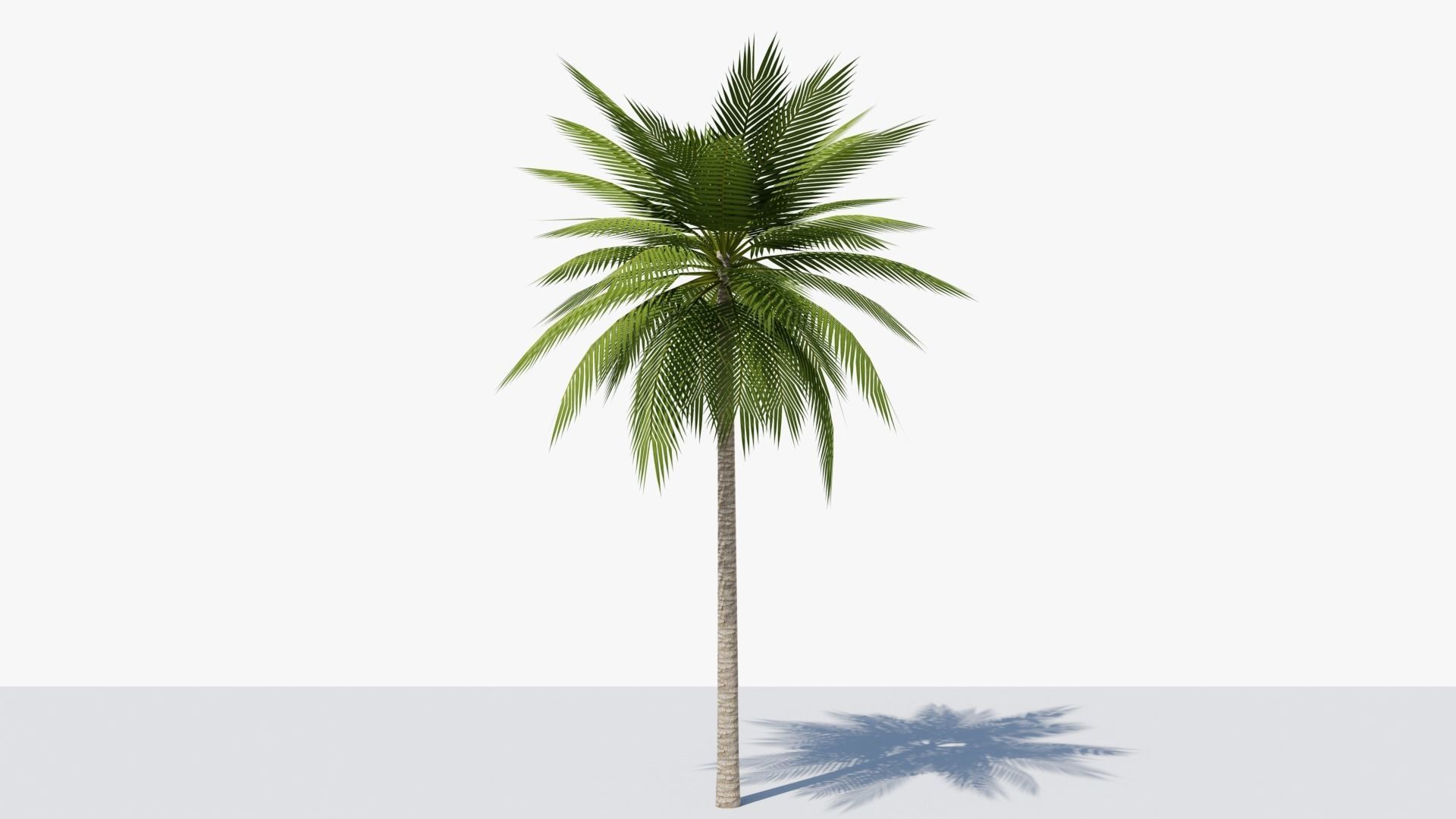 Lowpoly Date Palm v1 Low-poly 3D model_2