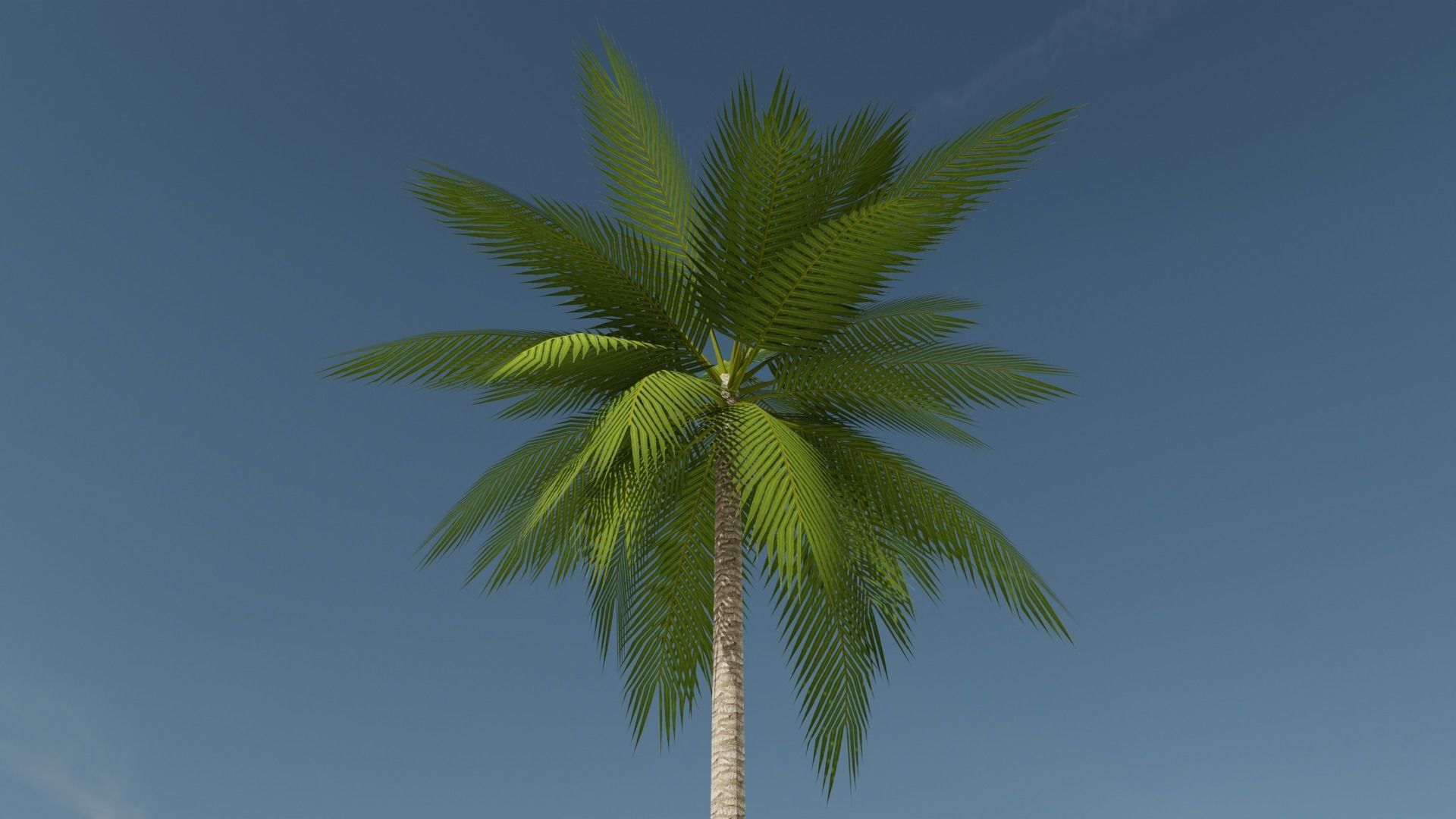 Lowpoly Date Palm v1 Low-poly 3D model_8