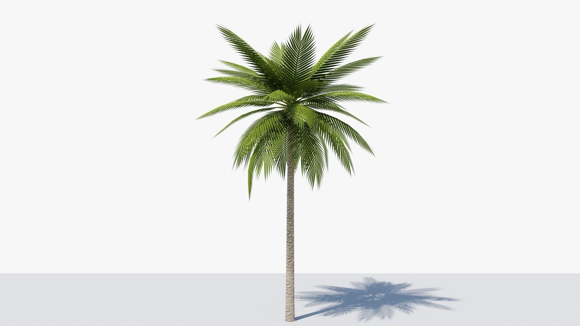Lowpoly Date Palm v1 Low-poly 3D model_4