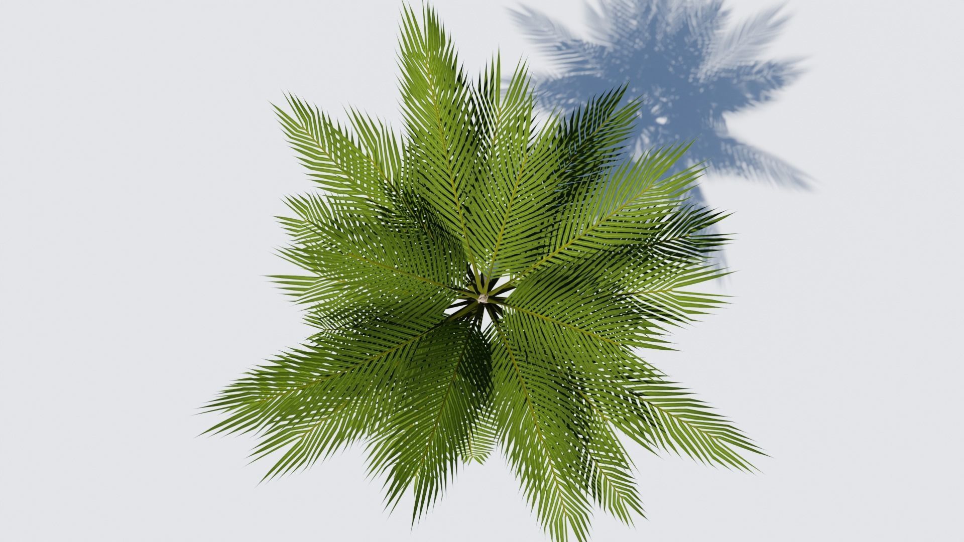 Lowpoly Date Palm v1 Low-poly 3D model_7