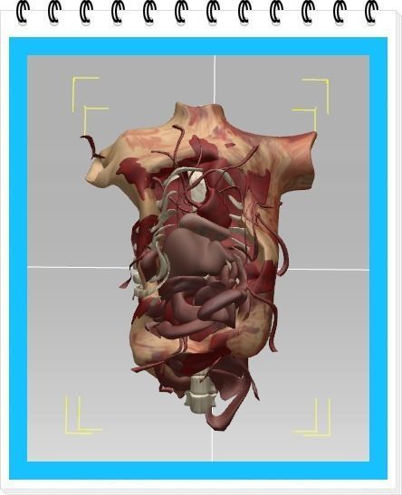 Human Body Parts   after the explosion  Low-poly 3D model_4