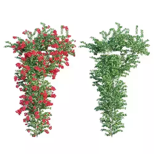 Bougainvillea plant set 51