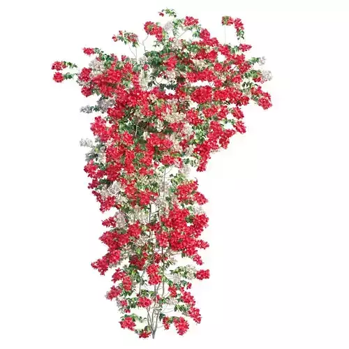 Bougainvillea  plant set 52 3D model