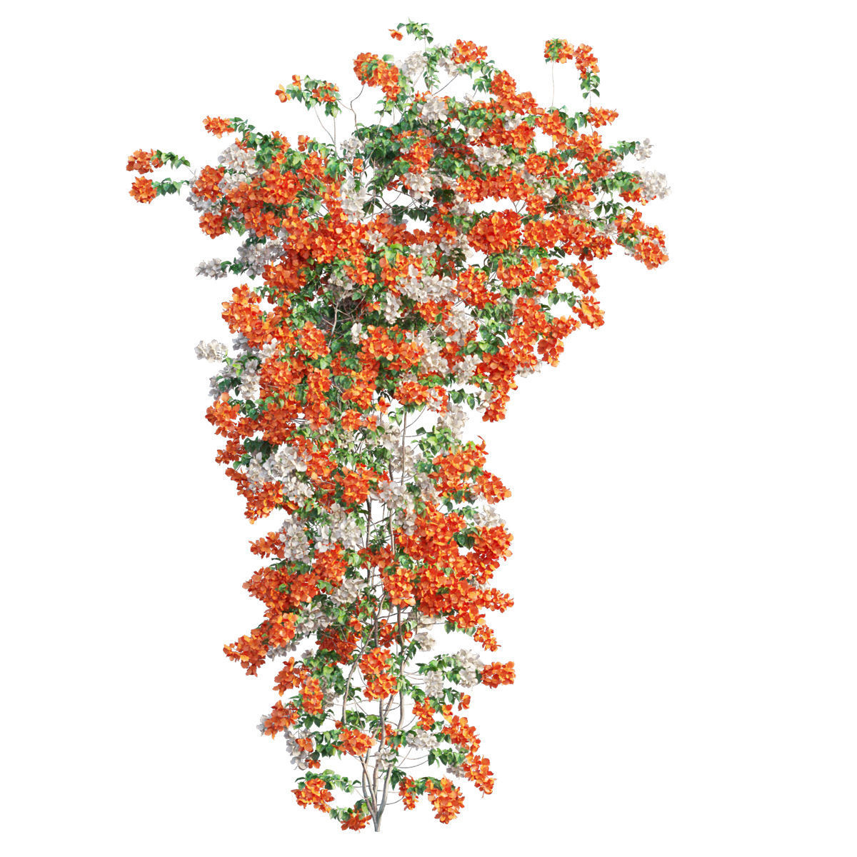 Bougainvillea  plant set 52 3D model_1