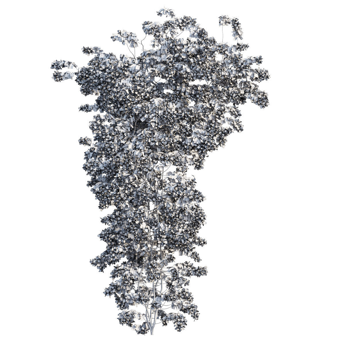 Bougainvillea  plant set 52 3D model_3