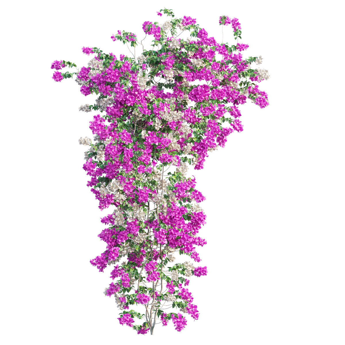 Bougainvillea  plant set 52 3D model_2