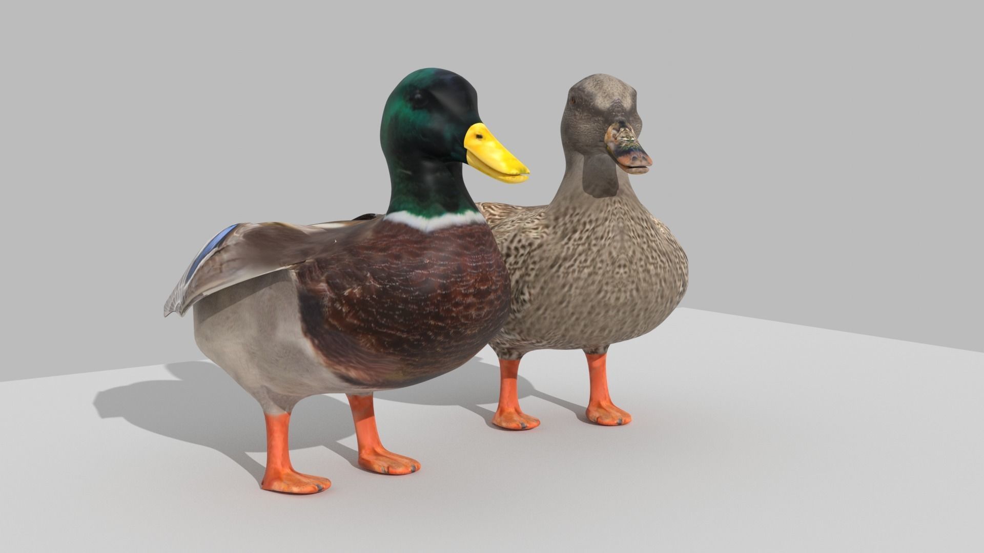 Ducks two Low-poly 3D model_4